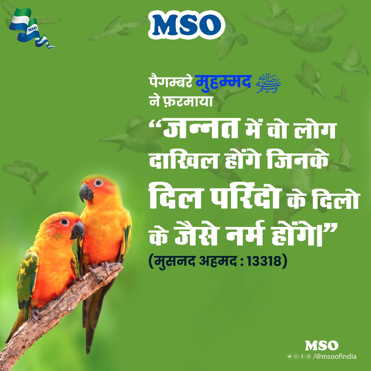 MSO OF INDIA (@msoofindia) on Twitter photo 