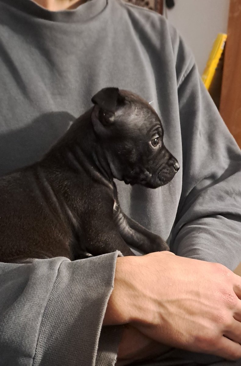 CERCASI una casa (accogliente) per un cucciolo di cane:
ha due mesi ed è stato abbandonato vicino ai cassonetti. 
chiunque fosse di ROMA e fosse interessato ad accoglierlo mi scriva in dm, grazie <3
(pls retwittate per diffondere, grazie)