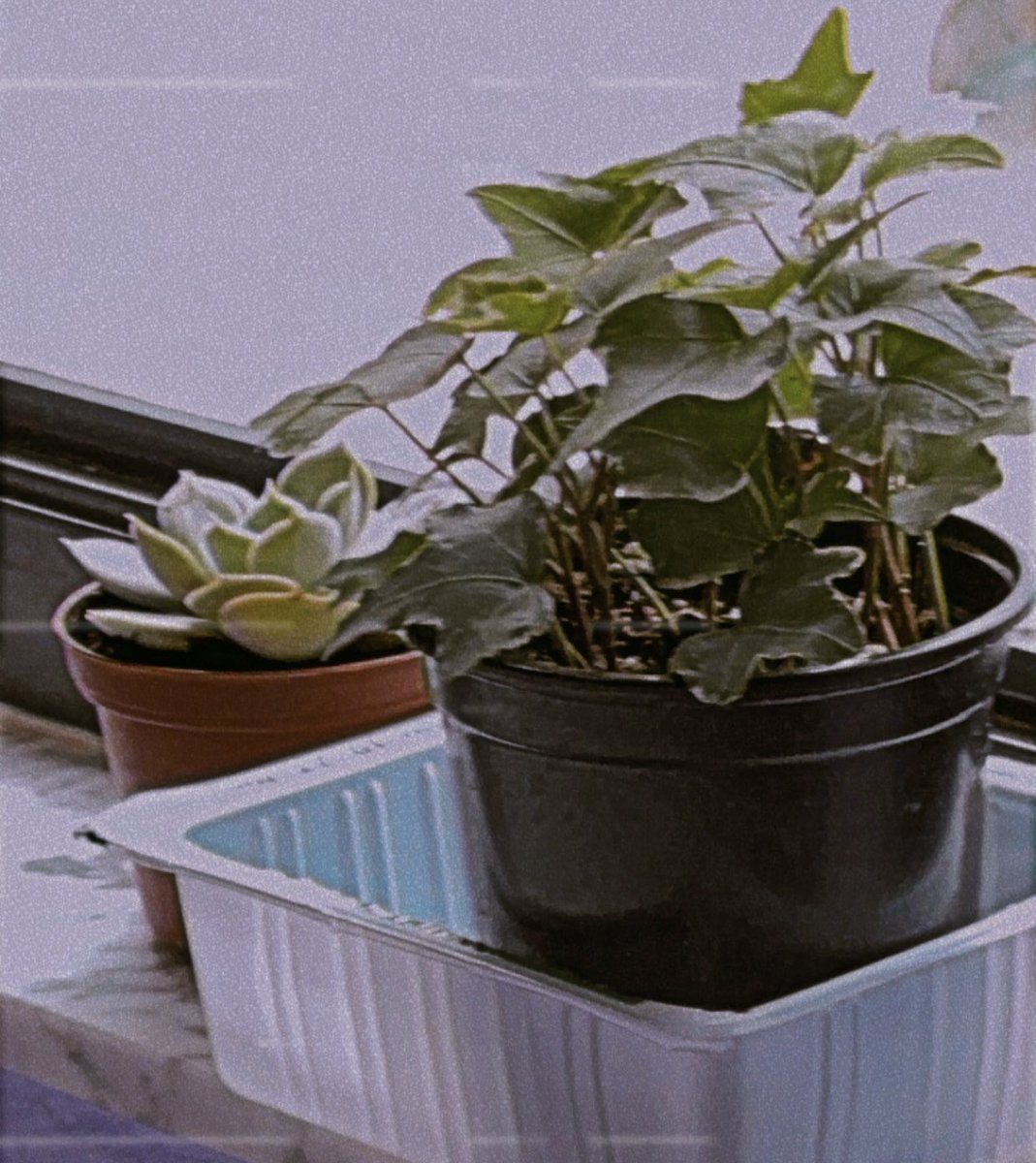 void_in_transit's tweet photo. new plants 🌱 https://t.co/hfPCDShmyx
