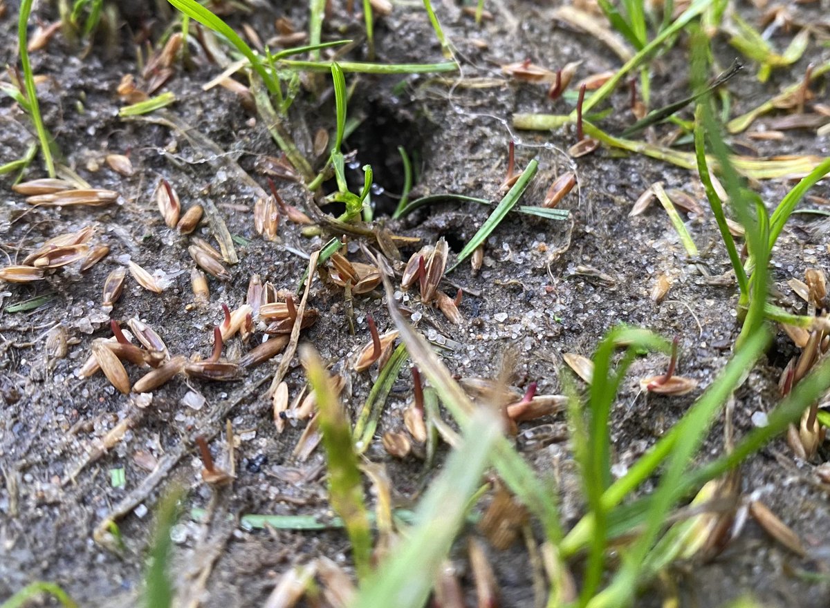 Only 5 days post seeding with <a href="/OriginAmenity/">Origin Amenity Solutions</a> 4 tetra treated seed…. we have plenty life, and its even in the coldest/windiest corner of the stadium  in December!! 🙌💪 early signs are great! <a href="/DarylBurdett1/">Daryl Burdett_OAS</a>