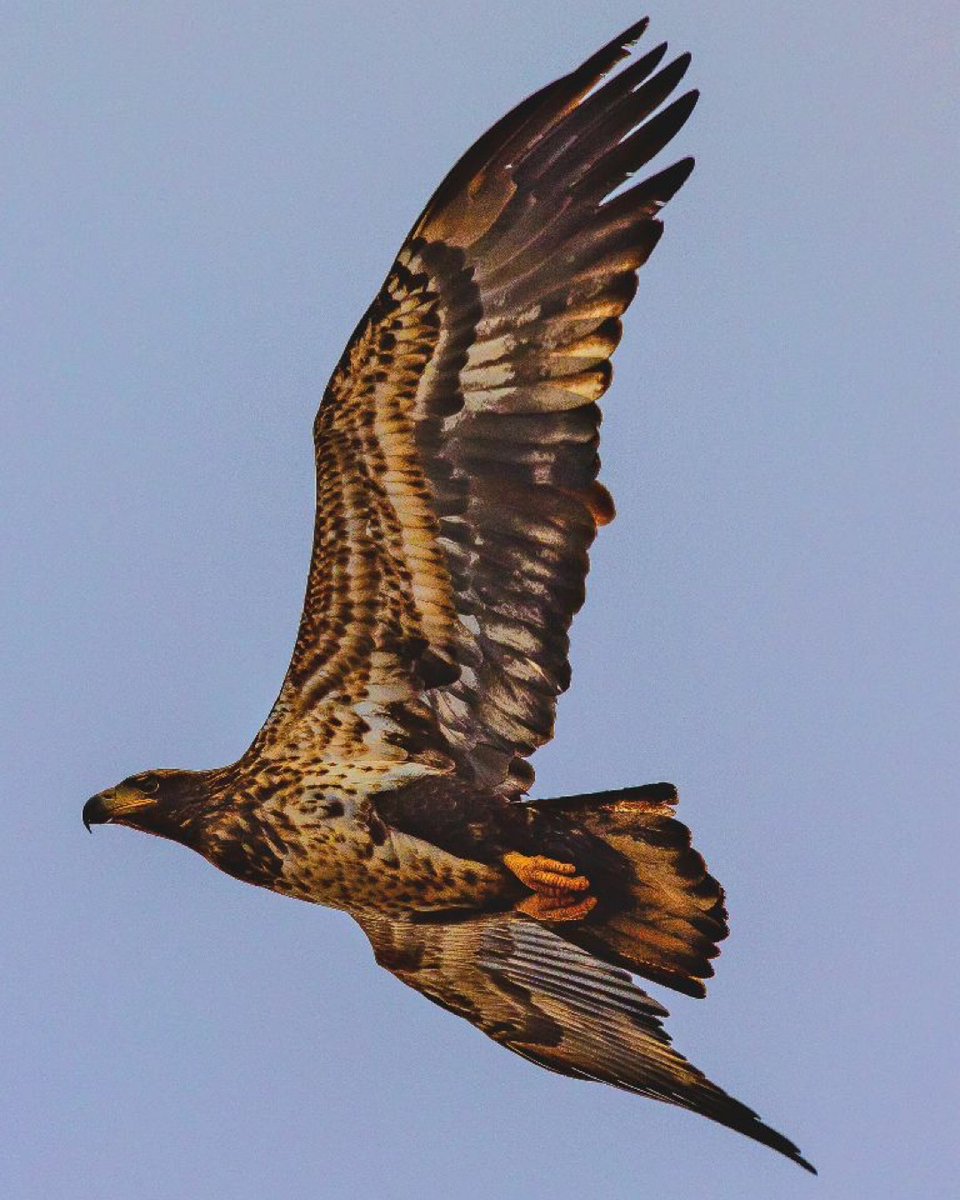 Have you ever seen anything so stunning? 😍This beauty was flying around River Ridge Retreat Guntersville. You can see this beautiful golden eagle and other birds of prey here at Eagle Awareness Weekends at Lake Guntersville State Park-Alabama in January and February. #Eagles