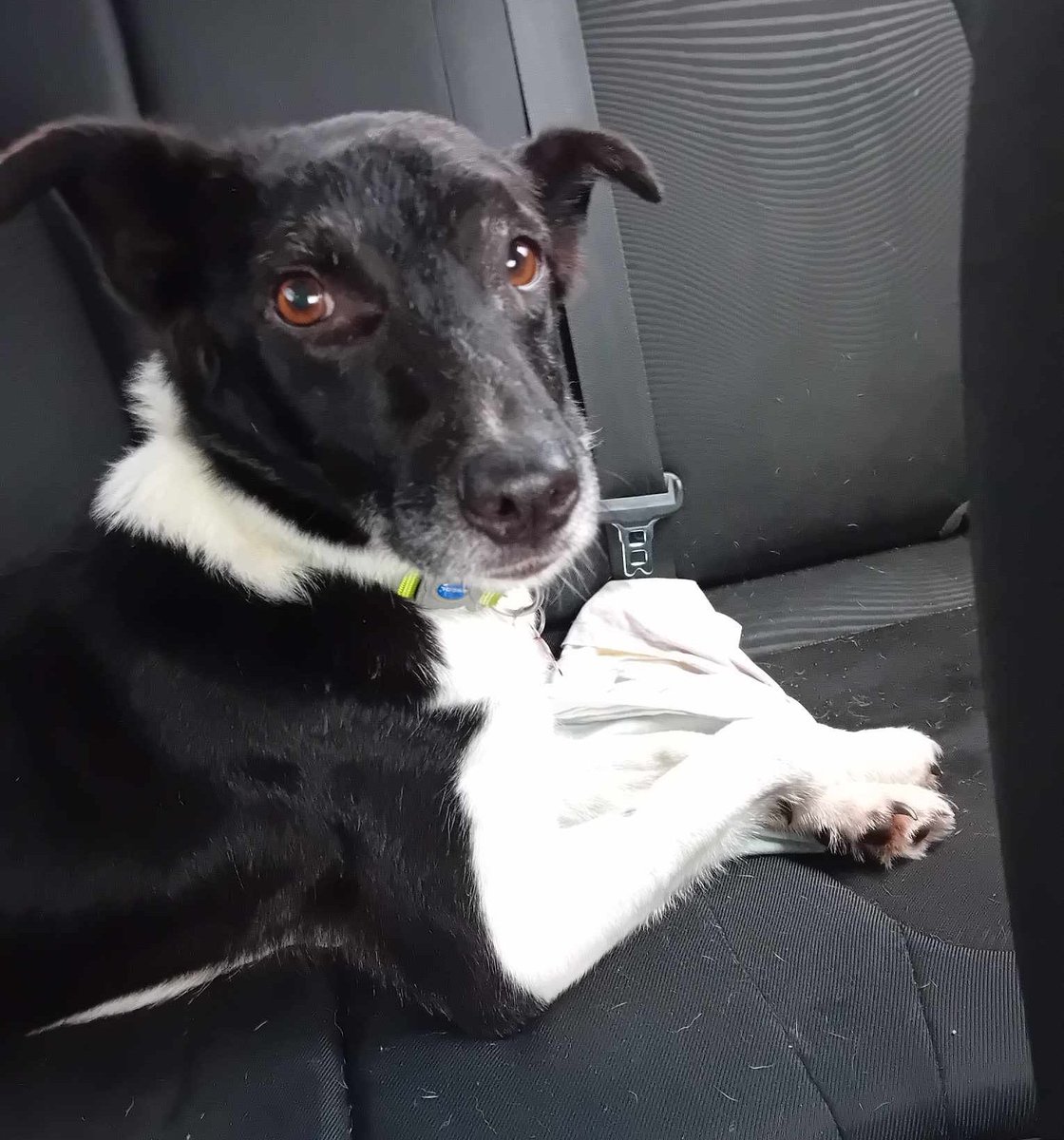 MADRADogRescue's tweet photo. 💞Bess💞

Gorgeous #collie girl, Bess, only 3 yrs old🥰

Her foster mammy - 
'Best girlie in the Vet this morning. Vet was so impressed with her. Tail wags and stretches 😃💕'

She's also great in the car &amp; likes other #dogs

Perfect girl💖
https://t.co/JnPs8WUsmO

#AdoptDontShop https://t.co/r8NMR86f29