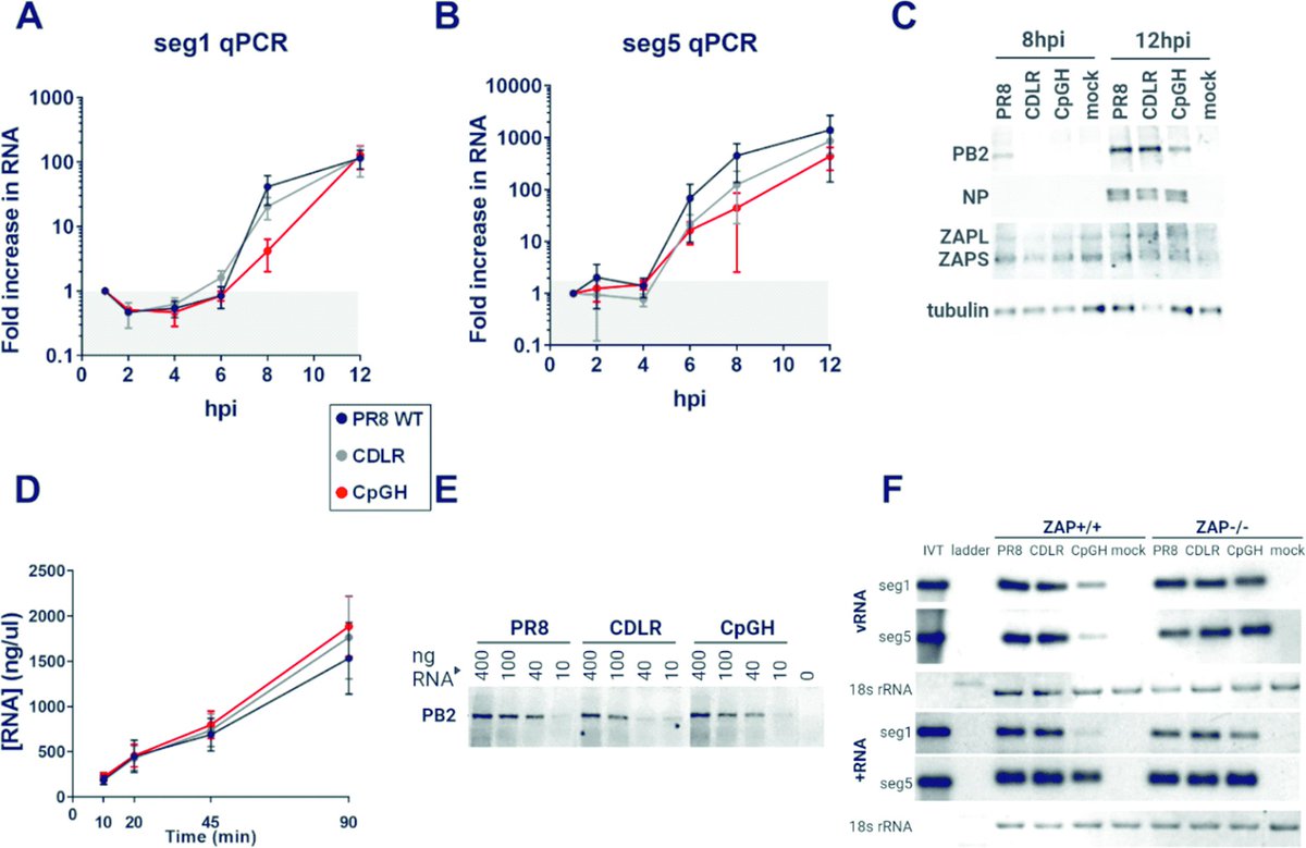 In this recent study, researchers discuss CpG dinucleotide enrichment in the influenza A virus genome as a live attenuated vaccine development strategy: plos.io/3ubwTl8