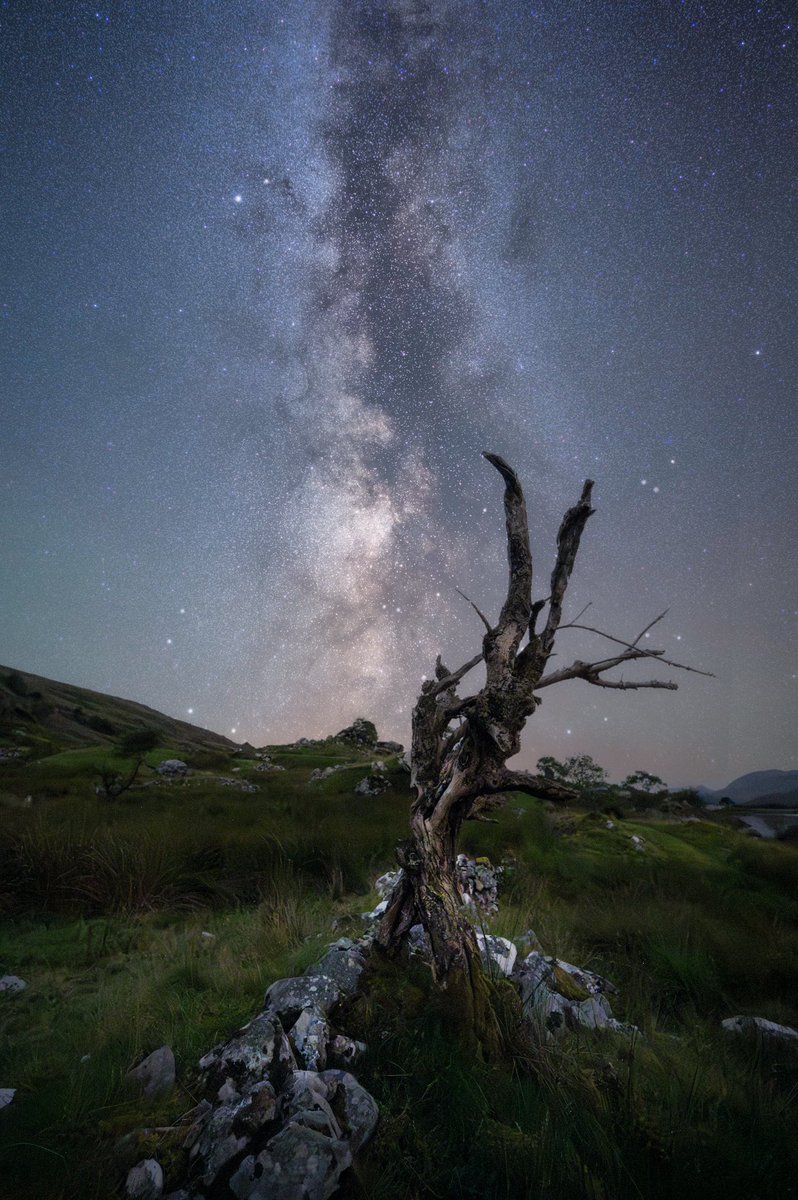 The Milky Way towering over this old tree in Killarney National Park a few months ago #kerry #killarney #astrophotography