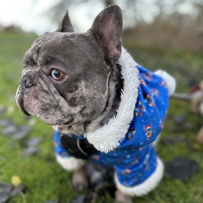 BabyBoyNoNameY1's tweet photo. #NewProfilePic #ChristmasCountdown #christmasvibes #cute #santapawsiscoming ๐
๐ป๐ https://t.co/C0pwhc0zSm