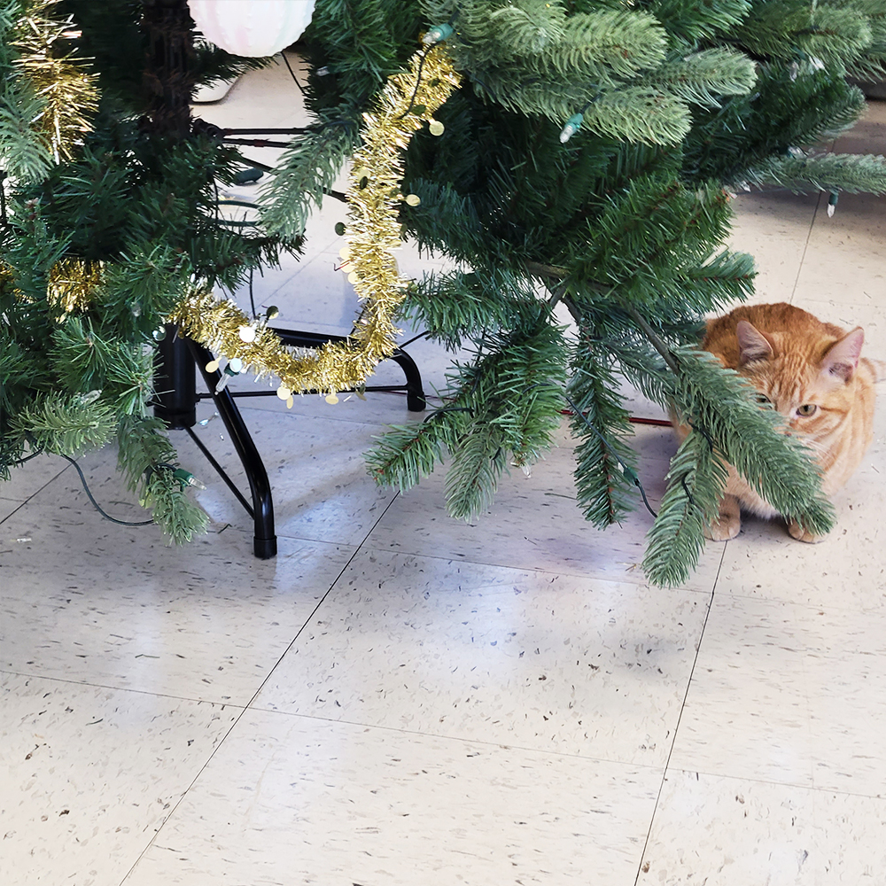 Let’s play a game of guess what Genny is thinking about! Is it a yummy snack, a cool hiding spot, or maybe a secret plan to climb to the tippy-top? Tell us your silly ideas in the comments! 😸

#equipmentrentals #yeg #yegpets #officecat #alberta