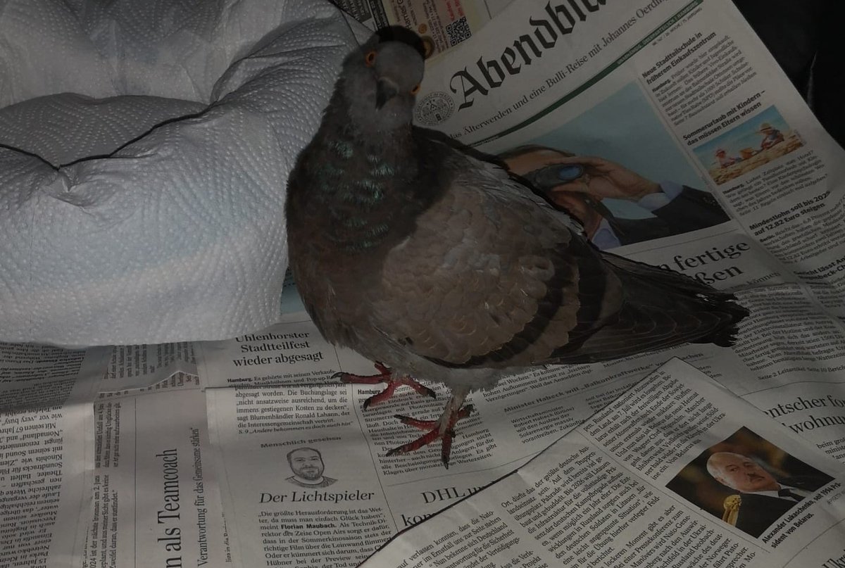 a_tipsy_p3nguin's tweet photo. Die kleine Federmaus Rosa ist heute bei mir eingezogen. Als sie gefunden wurde hat sie sich kaum noch bewegt. Außerdem war/ist ihr Kropf ziemlich 'hart'. 
#Tauben #pigeons #dergraueblock https://t.co/4AO5t85wXa