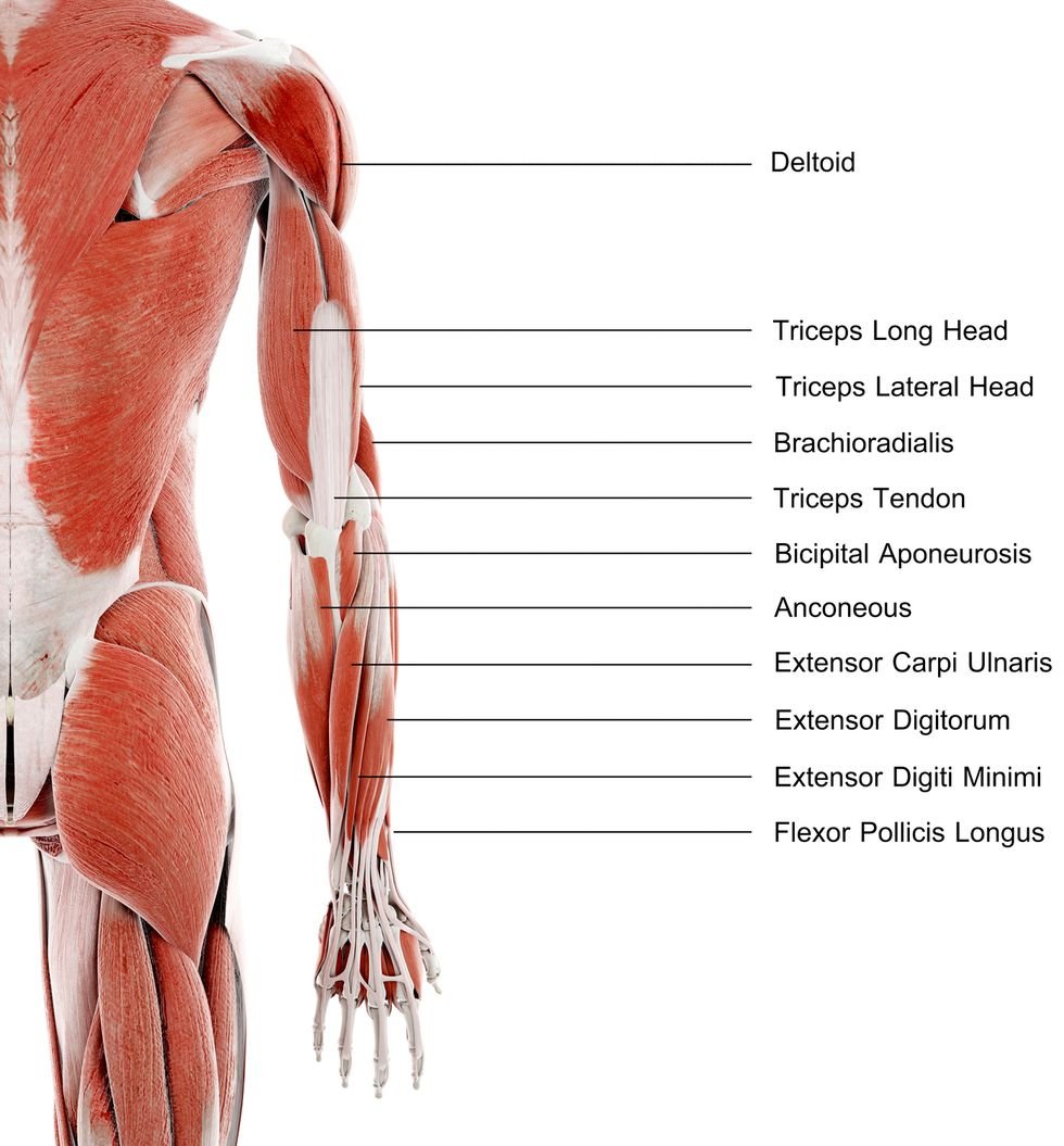 'Your triceps: the three-headed muscle for killer arm definition! Named after its trio of heads—long, medial, and lateral—it's crucial for elbow extension. 💪 #TricepsPower #ArmDefinition #MuscleAnatomy #ad '
>> sovrn.co/s59lvnz