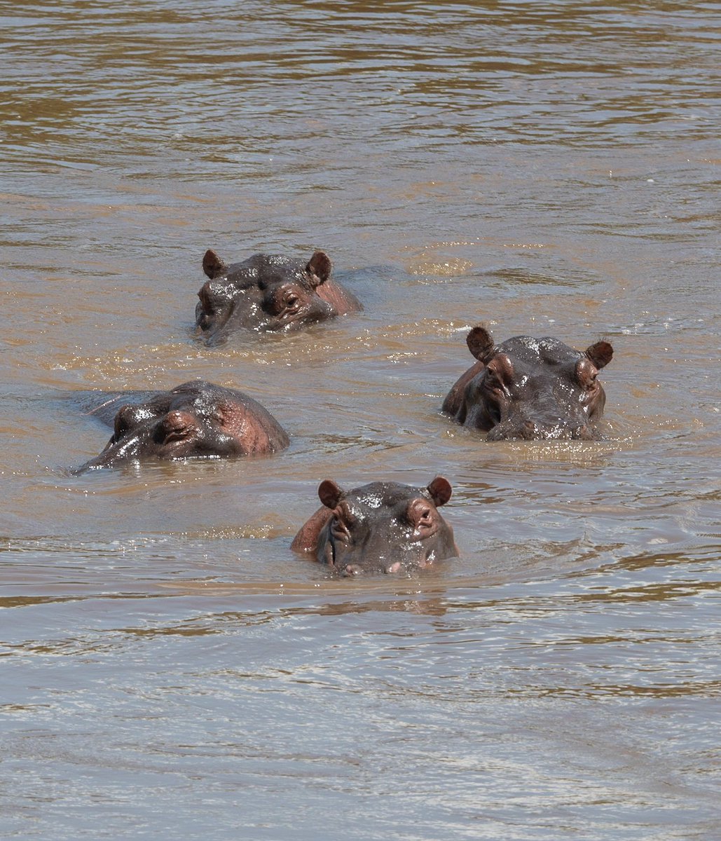 Kenya Safari Series. Mara River - Hippo synchronised swimming team 
#Kenya #ThePhotoHour #BBCWildlifePOTD #TwitterNatureCommunity #TwitterNaturePhotography #popphotooftheday  #naturelovers  #photographylovers #PhotoMode  #masaimara @AMAZlNGNATURE #Hippo @KWSKenya @kenyadirect
