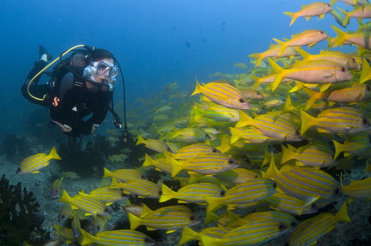 Mission Blue (@missionblue) on Twitter photo Our mission, led by <a href="/SylviaEarle/">Sylvia A. Earle</a>, Chief Scientist Dr. <a href="/TessHempson/">Tessa Hempson</a>, and Hope Spot Champion <a href="/QueenofMantas/">Andrea Marshall</a>, aimed to connect with local Champions, NGOs, and policy leaders, unveiling both successes and challenges in this extraordinary region.
📸Andrea Marshall Our mission, led by <a href="/SylviaEarle/">Sylvia A. Earle</a>, Chief Scientist Dr. <a href="/TessHempson/">Tessa Hempson</a>, and Hope Spot Champion <a href="/QueenofMantas/">Andrea Marshall</a>, aimed to connect with local Champions, NGOs, and policy leaders, unveiling both successes and challenges in this extraordinary region.
📸Andrea Marshall