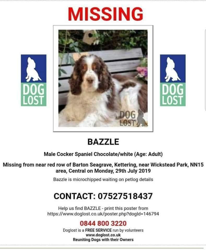 rosieDoc2's tweet photo. #Bringmehomeforchristmas 
BAZZLE MISSING SINCE JULY 2019 
Family still looking 
#BartonSeagrave slipped his lead on a walk 
#Theftbyfinding ? #NN15 
TWELVE SPANIELS OF XMAS -DAY ONE 

https://t.co/qFdaudU3gv

@Eloquencealways @juliagarland73 @ruthwill64 @JacquiSaid @thedogfinder https://t.co/FwKH157XVu
