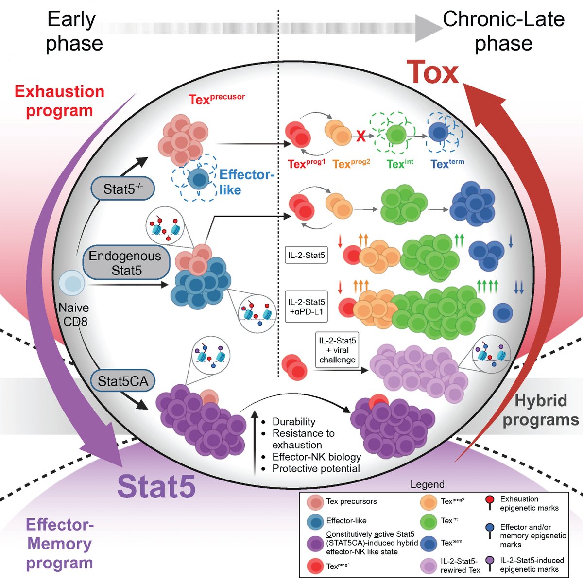 Our latest story is out in @CellPressImmunity today!! We show that Stat5 opposes Tox and rewires exhausted CD8s towards more durably protective effector-like states. Shout out to my co-authors, @parkerici and @EJohnWherry Key take-home messages in the 🧵⬇️ cell.com/immunity/ppt/S…