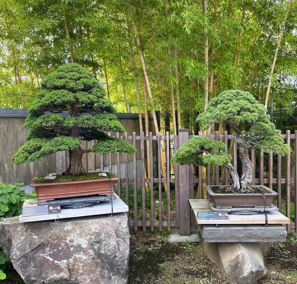 Bonsai on display at the Omiya Bonsai Museum (Japan) bonsaiempire.com/inspiration/bo… #tokyo #japanese #arthistory #gallery #plantsofinstagram #plants #instamuseum #bonsai