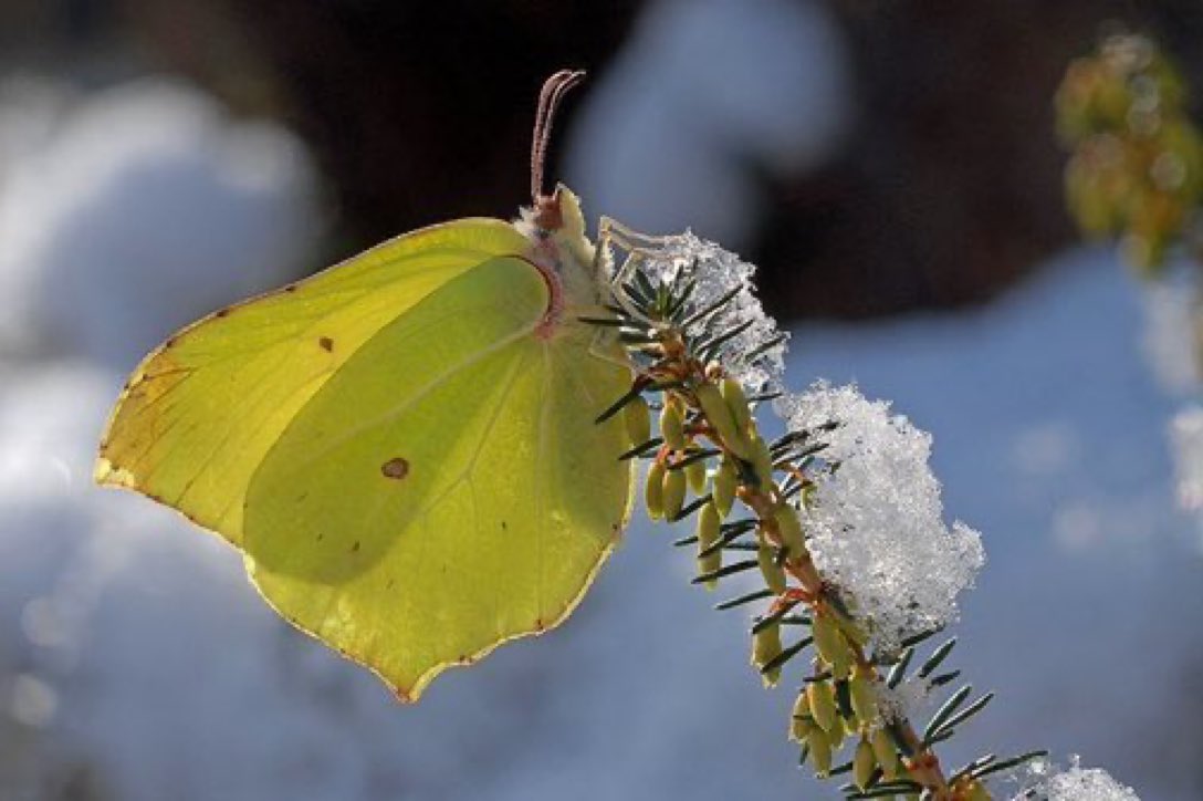 Not cutting back plants like ivy, holly and bramble during winter will help hibernating butterflies. The Brimstone spends the winter months among the leaves of these plants before emerging in the spring. Tip &amp; photo via <a href="/savebutterflies/">Butterfly Conservation 🦋</a>. 📸 Eberhard Pfeuffer
#wildlife #gardening