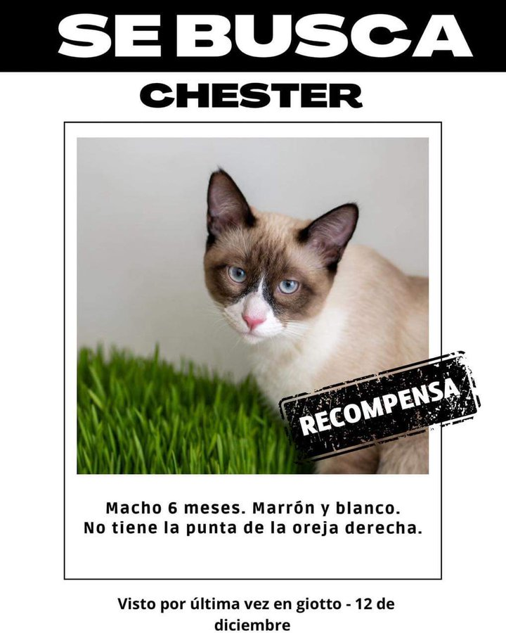 MascotasSismo's tweet photo. #Extraviado  Chester, gato macho, 6 meses de edad. Siamés (color café claro con  blanco), ojos azules, le falta la punta de la oreja derecha. Se perdió  en la calle de Giotto, col. Mixcoac, Benito Juárez, CDMX, durante el  sismo del 12/dic/23. https://t.co/4HLwNdocES