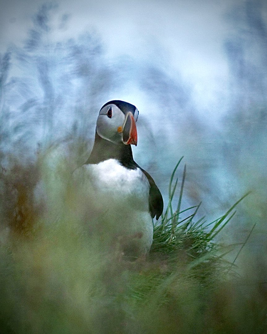 @VisualsbySauter Crawling in the grass to capture this #Puffin on a #phototour in #Iceland