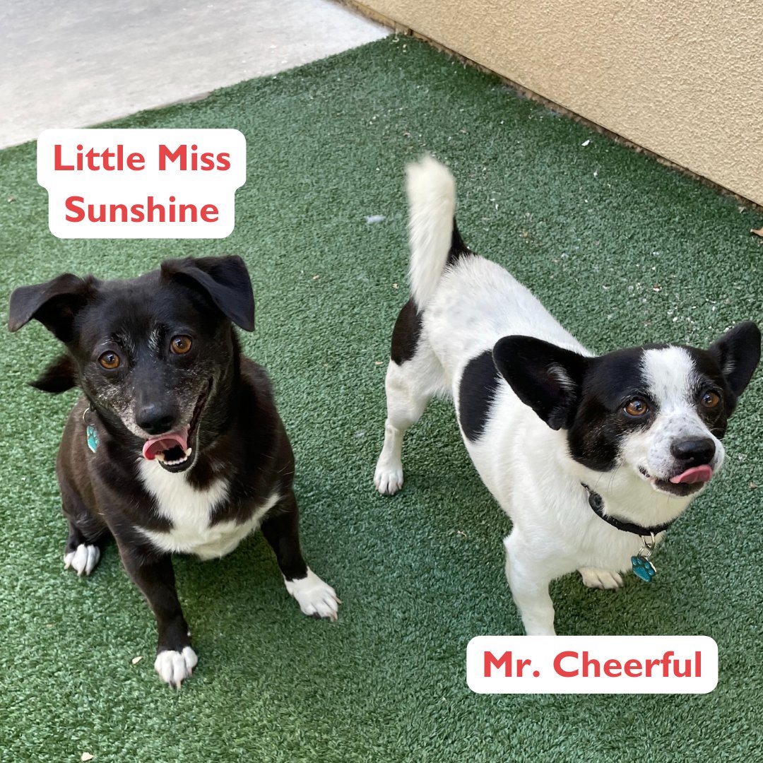 ValleyHumaneSoc tweet picture
