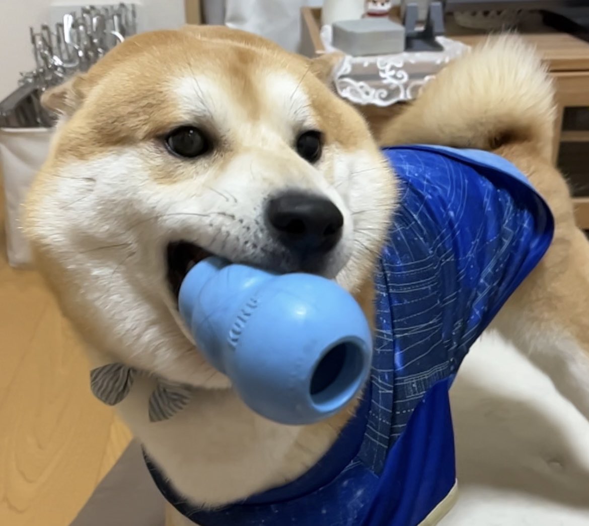 おはようございます☀
#柴犬 #おはようございます #横浜DeNAベイスターズ