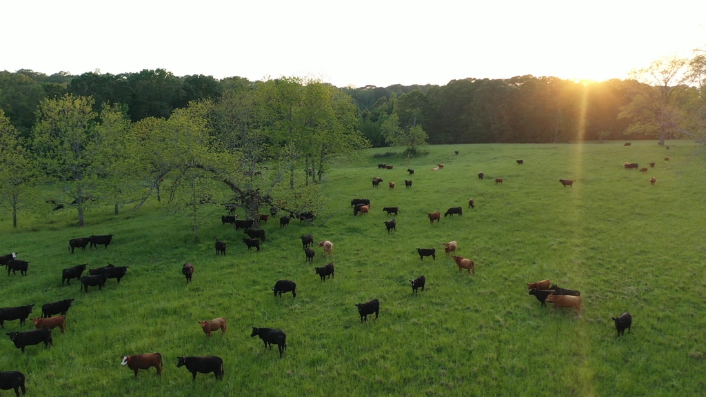 _NatGLC's tweet image. Lights are twinkling, and so are our pastures! Let's shine a light on the importance of sustainable grazing practices this holiday season. Your commitment to the land is a gift to our planet.