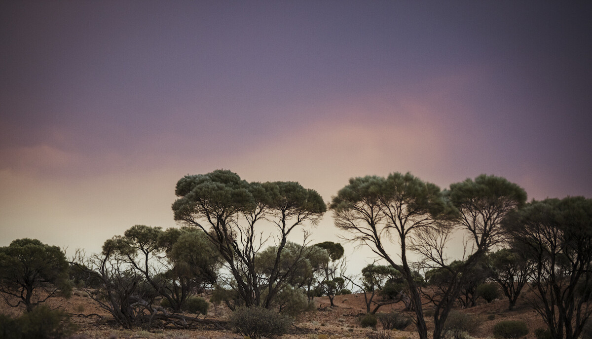 Evelyn Downs is more than its size. It is a home for living cultures, ecological richness, and one absolutely breathtaking sight. 

Take a deeper dive into the story of Evelyn Downs 👉bushheritage.org.au/blog/size-of-a…