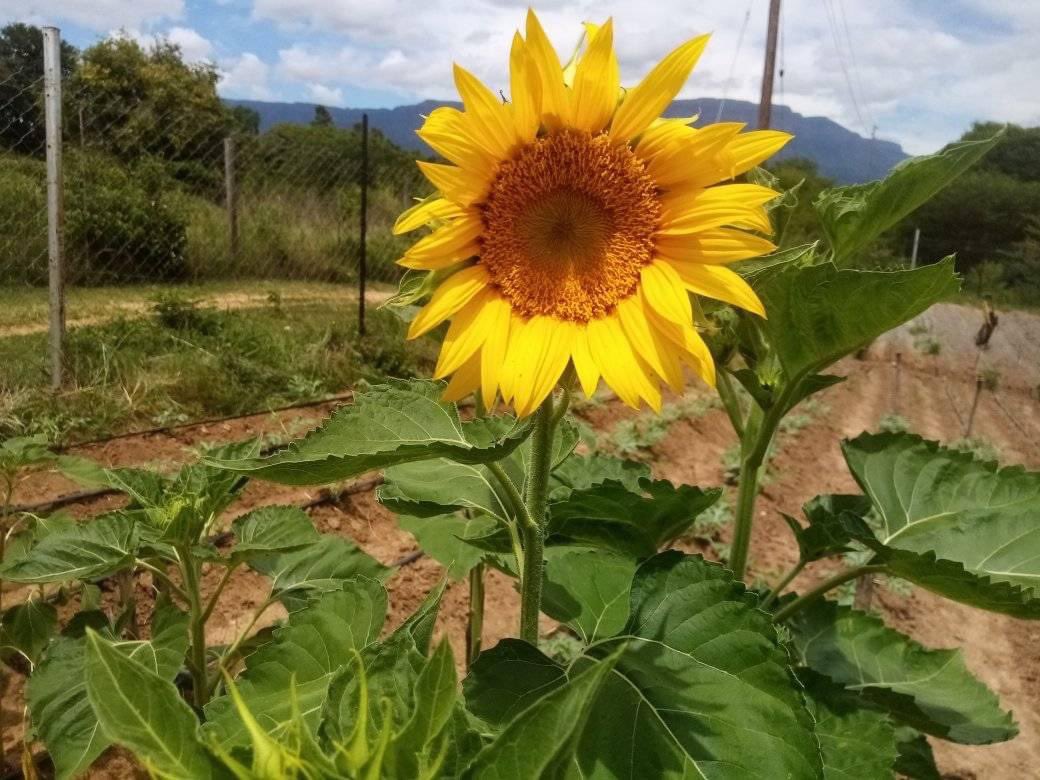 My name is Chiloane Mahlatse (24) from Acornhoek, Mpumalanga. I'm a young #farmer & founder of Khamby Farms. I started #farming without #capital in 2020 during the COVID lockdown. I produce #vegetables like swisschard spinach, chillies, okra, butternut squash etc. ☎️0729140565.