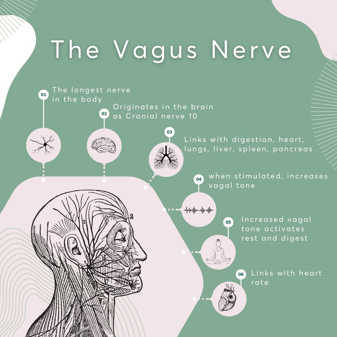 If mention of the #VagusNerve and #Polyvagal theory leaves you feeling a little nervous, you're not alone!  Although complex topics, gaining some understanding of these concepts is highly recommended.  Here are some basic facts about this amazing piece of human wiring!