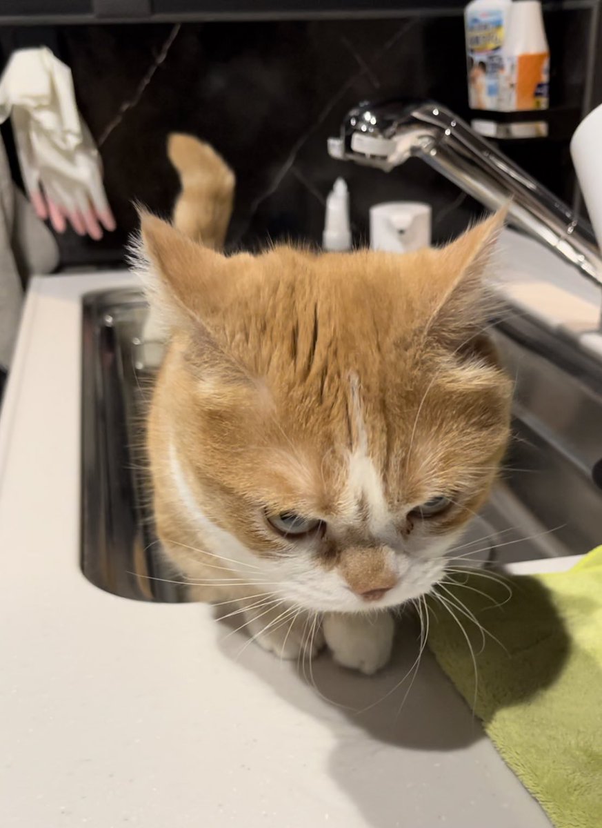 トラ猫ゴロー 茶太郎おじさん口開けて寝てる🤣🤣🤣 #茶トラ#茶トラ男子部#ちゃ