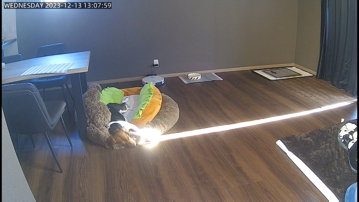 こたろー久しぶりの1人お留守番なのでカメラで様子見てみたら何か光線出す技覚えてたみたい🙄