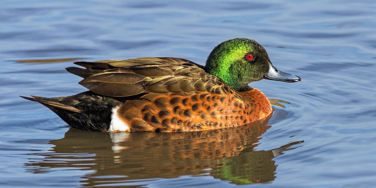 #RSPCAVictoria Media: RSPCA Victoria, @wildlife_vic, @AnimalsAus & @BirdlifeOz renew calls for the government to end duck hunting in Victoria following the release of the 2023 Eastern Australian Waterbird Survey. Read statement here: rspcavic.org/new-data-reinf…