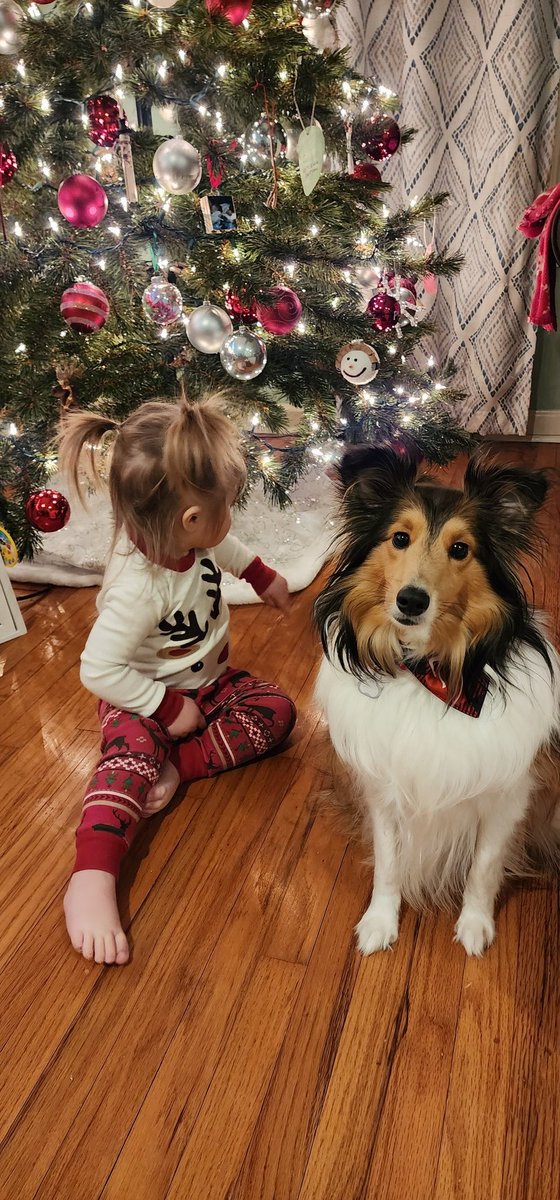 We were so close to a Christmas card photo! #sheltie #dog #Christmascards