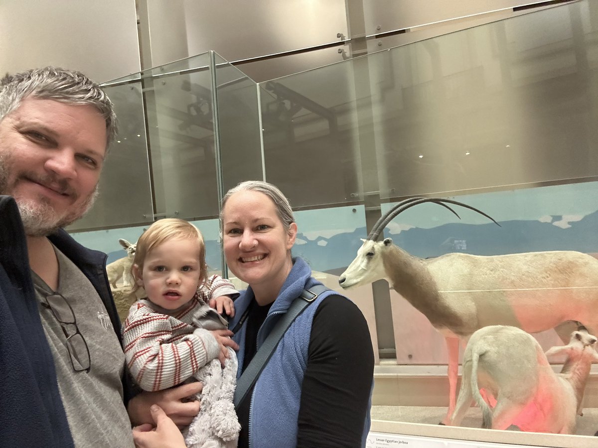 Seemed like a good day to drop by a  Scimitar-horned Oryx. The IUCN Red List of Threatened Species downlisted this species from Extinct in thr Wild to Endangered just today. Full press release at iucn.org/press-release/…