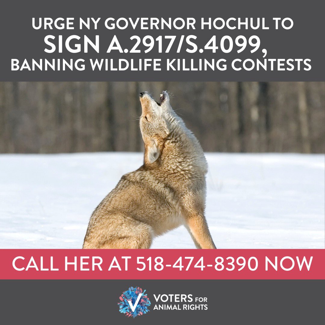 🚨 ACTION ALERT! Please call Gov. Hochul’s office and urge her to sign S.4099, the bipartisan bill to ban wildlife killing contests, into law. Simply call (518) 474-8390 (select Option #2 to speak to a live person or Option #1 to leave a message) and say: