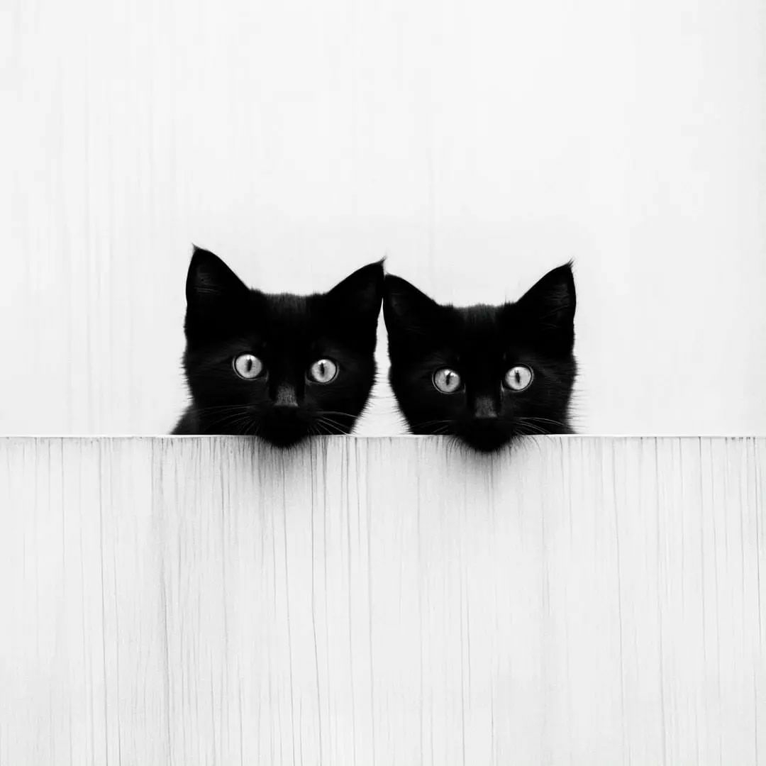 cats with powerful impression 🐾 tweet media