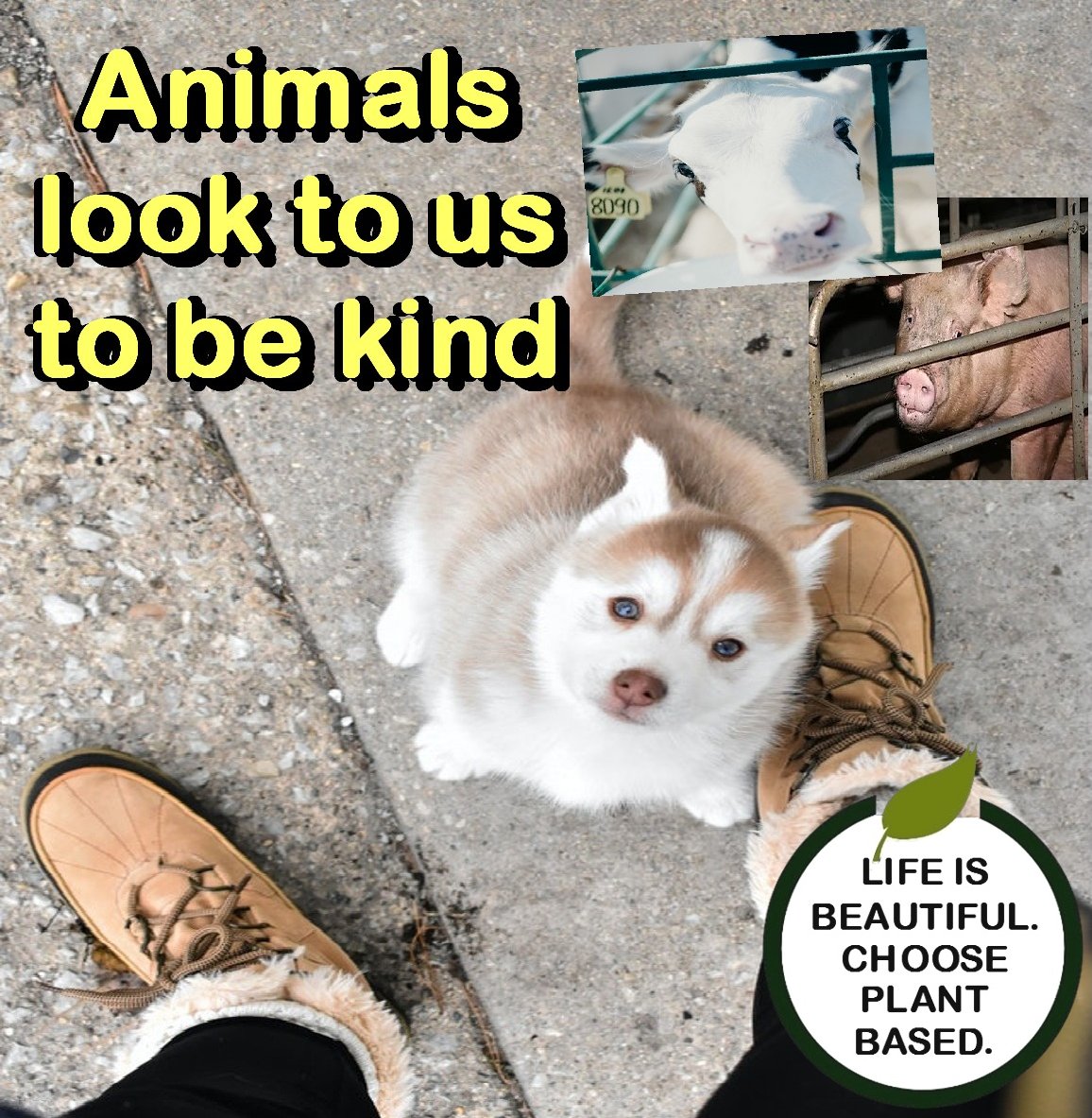 #bekindtoallkinds #kindness #compassion #empathy #peace #animals #bekind #govegan