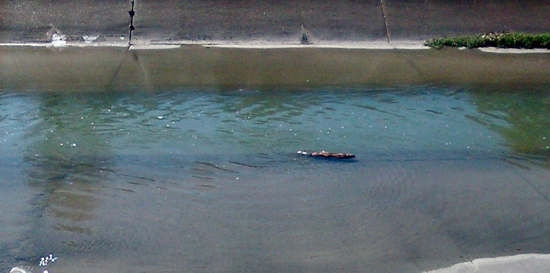 just a nutria trudging upstream in Houston's Braes Bayou...