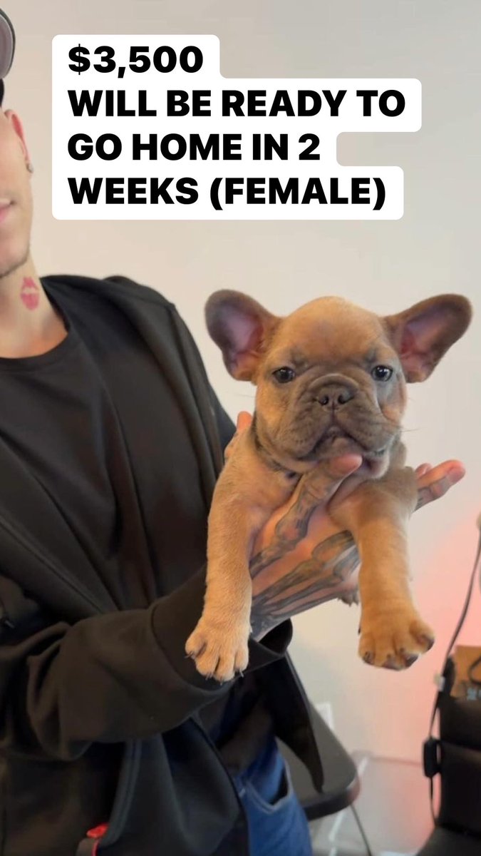 $3,500 SHE WILL BE READY FOR A NEW HOME IN 2 WEEKS 🫴🏽💕🔥🎄SHE IS REGISTERED AND WILL HAVE ALL SHOTS