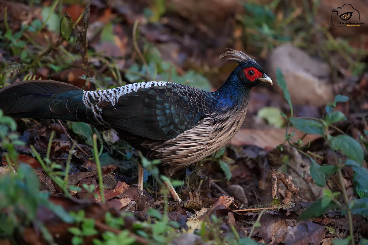 #KalijPheasant is a common pheasant found in the #Himalayas. It was introduced to Hawai as a gamebird #IndiAves #canonphotography @natgeoindia #BBCWildlifePOTD #birds #birding #birdwatching #BirdsSeenIn2023 #Corbett #TwitterNatureCommunity @ParveenKaswan