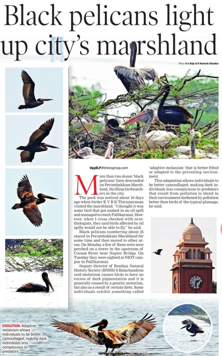 A rare black-coloured Pelicans sighted near Pallikaranai marshland in Chennai.