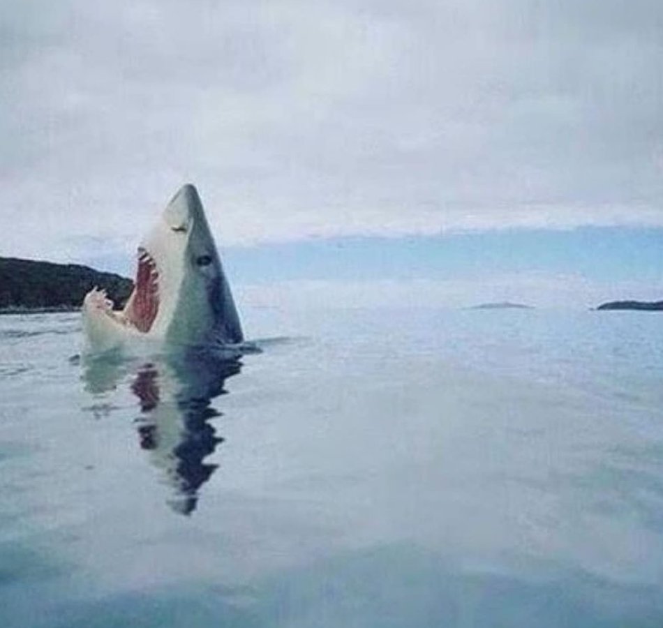 Incredibly rare image of a shark stepping on a lego