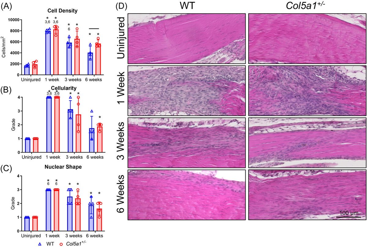 Interested in how minor collagens influence tendon healing? Check out this @JOrthopRes article from @SoslowskyLab showing that col 5 deficiency reduces tendon stiffness, healing, and collagen reorganization during loading: bit.ly/41hY22k #ORSSMC 🐭🧫
