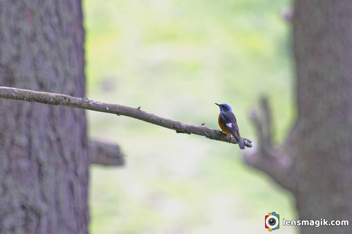 Blue capped rock thrush bit.ly/3ClJ7st Thrush birds #bluecappedrockthrush #rockthrush #thrushbird #birdsofmanali #himachalpradesh #birdwatching #birdphotography #BirdsOfTwitter #wildlifephotography #bbcwildlifepotd #aboutthrushbird #manalibirds #manalitrekking