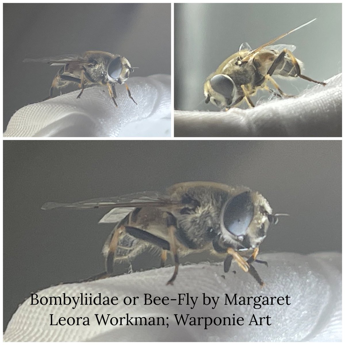 Bombyliidae or Bee- Fly by Margaret Leora Workman; Warponie Art