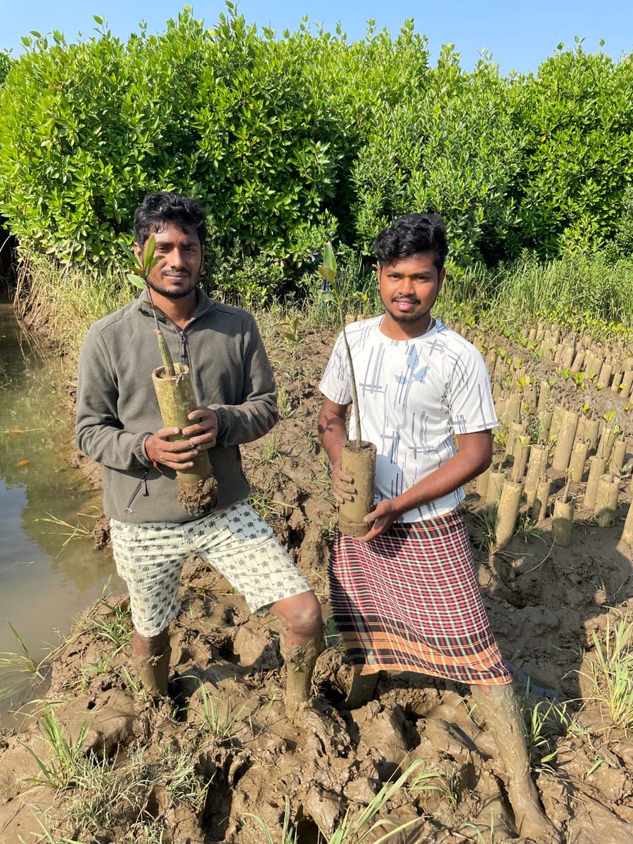 #Update from our #Bamboo - infused mangrove saplings Preparation.🎍🎋

ବାଉଁଶ ନଳୀରେ ଜୁଆରିଆ ଅରଣ୍ୟ ଚାରା ପ୍ରସ୍ତୁତି।

#ପଲିଥିନ୍ ଠାରୁ ୧୦ଗୁଣ ଯଦିଓ ବ୍ୟୟବହୁଳ, କିନ୍ତୁ #ଆର୍ଦ୍ରଭୂମି ଅଞ୍ଚଳରେ 'ପ୍ଲାଷ୍ଟିକ ବ୍ୟାଗ'ର ପ୍ରତିକୂଳ ପ୍ରଭାବକୁ ରୋକିବା ଦିଗରେ ସହାୟକ ହେବ ବୋଲି ଆଶା।

#OdishaCoast #YouthClimateAction