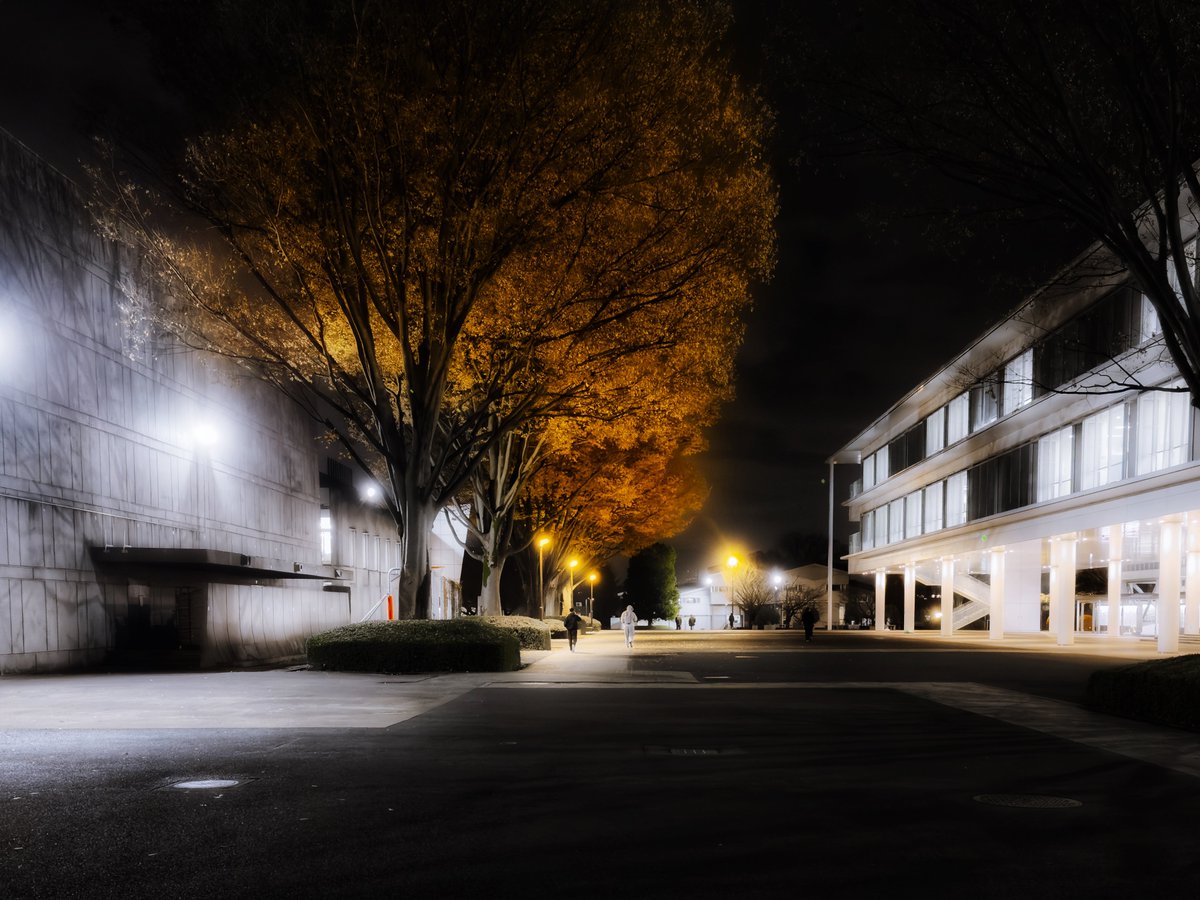 夜の大宮キャンパス、幻想的な空間にうっとり✨🌌ケヤキ並木が浮かぶ夜空、帰りがけにふと立ち止まって撮影。夜の大学って何か特別な魅力がありますよね？📸

#芝浦工業大学 #大宮キャンパス #キャンパスライフ #キャンパスの風景 #大学 #CampusBeauty #夜景 #ケヤキ並木