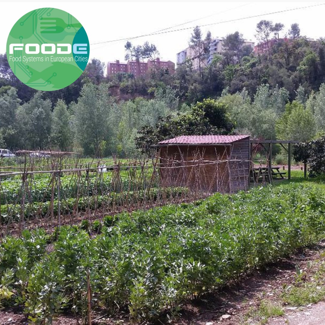 FoodE (@eufoode) on Twitter photo 🔎 Would you be interested in finding out more about the cutting-edge urban farming techniques project that FoodE's partner <a href="/Ajuntament/">Ajuntament</a> de Sabadell (SBD) is working on in Sabadell, Spain🌪🌃? See our video 👉 youtu.be/1zyUWePQO94
#FoodE #ThinkGlobalEatLocal #UrbanFarming 🔎 Would you be interested in finding out more about the cutting-edge urban farming techniques project that FoodE's partner <a href="/Ajuntament/">Ajuntament</a> de Sabadell (SBD) is working on in Sabadell, Spain🌪🌃? See our video 👉 youtu.be/1zyUWePQO94
#FoodE #ThinkGlobalEatLocal #UrbanFarming