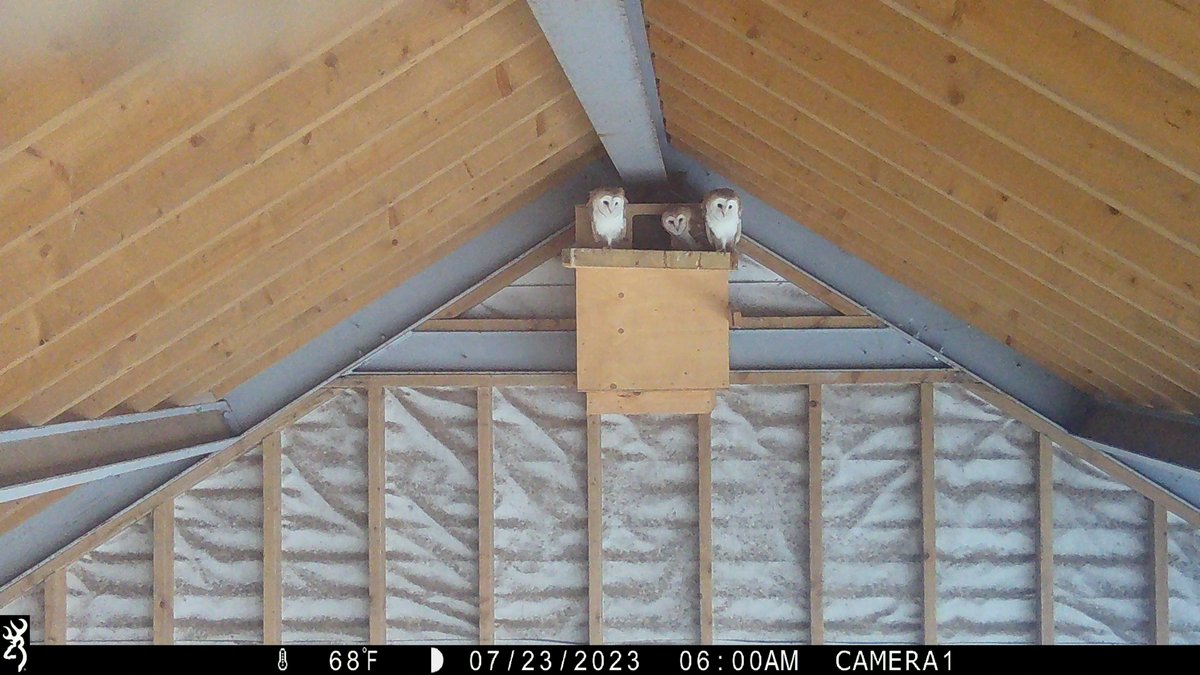 Exciting news for the #FiPL funded #WildlifeBoxes! The original #BarnOwl pair have welcomed a new addition to their family.
#MakingSpaceForNature 
surreyhills.org/fipl-wildlife-…

📸Rob Morgan-Williams