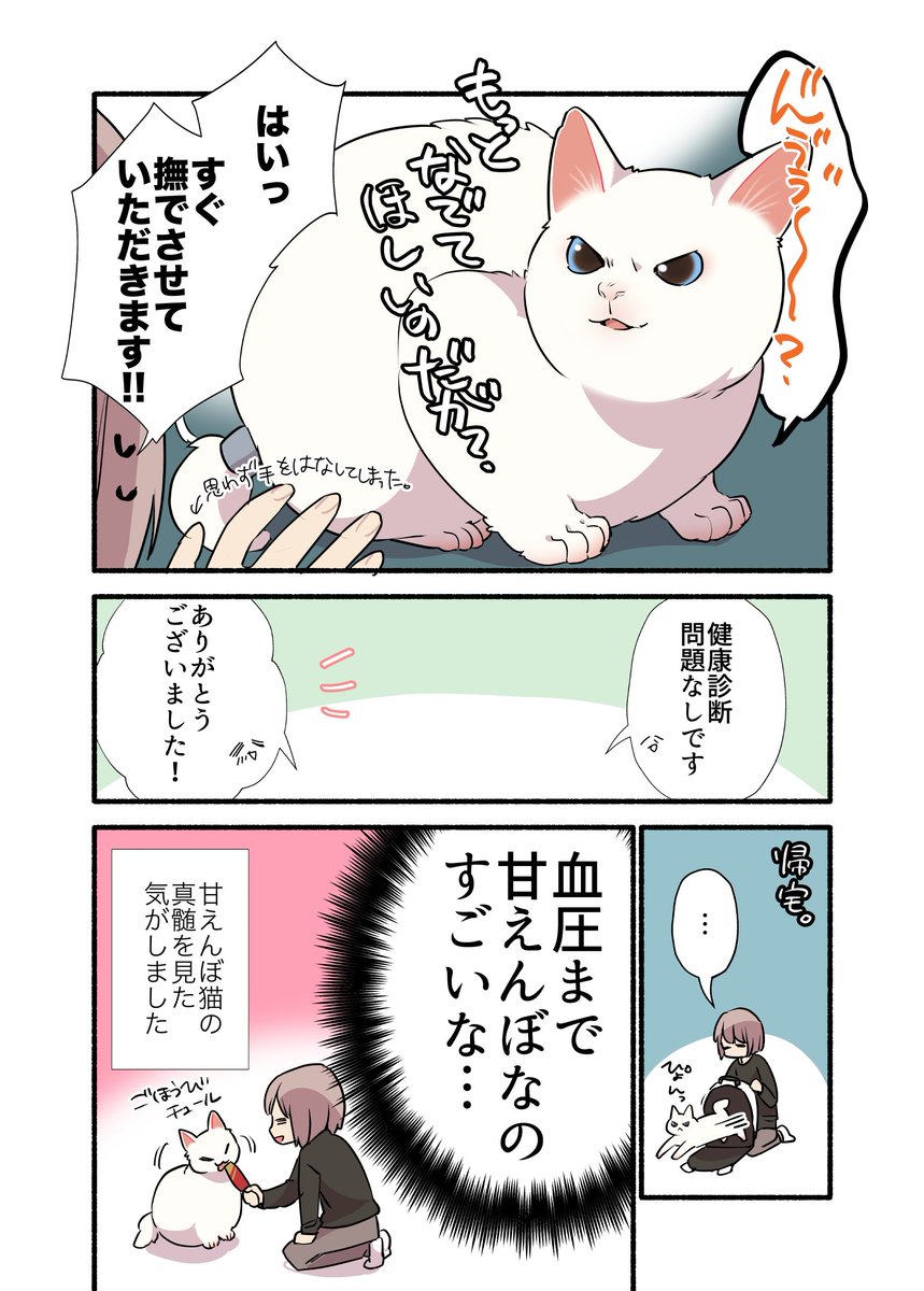 猫の血圧測ったらとんでもないことが判明した話(2/2) #愛されたがりの白猫ミコさん #漫画が読めるハッシュタグ