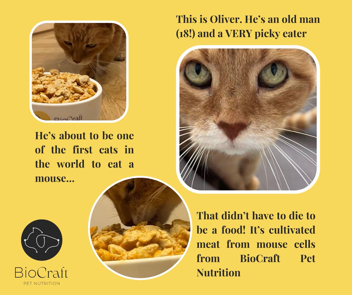 If you're the founder of a food company, absolutely nothing beats seeing a happy customer enjoy your product.🙏Being the founder of a pet food company is no different.🐈
Here's Oliver sampling a recipe with our cultivated mouse meat. 🐭

Watch the video 👉 rb.gy/gwf7b4