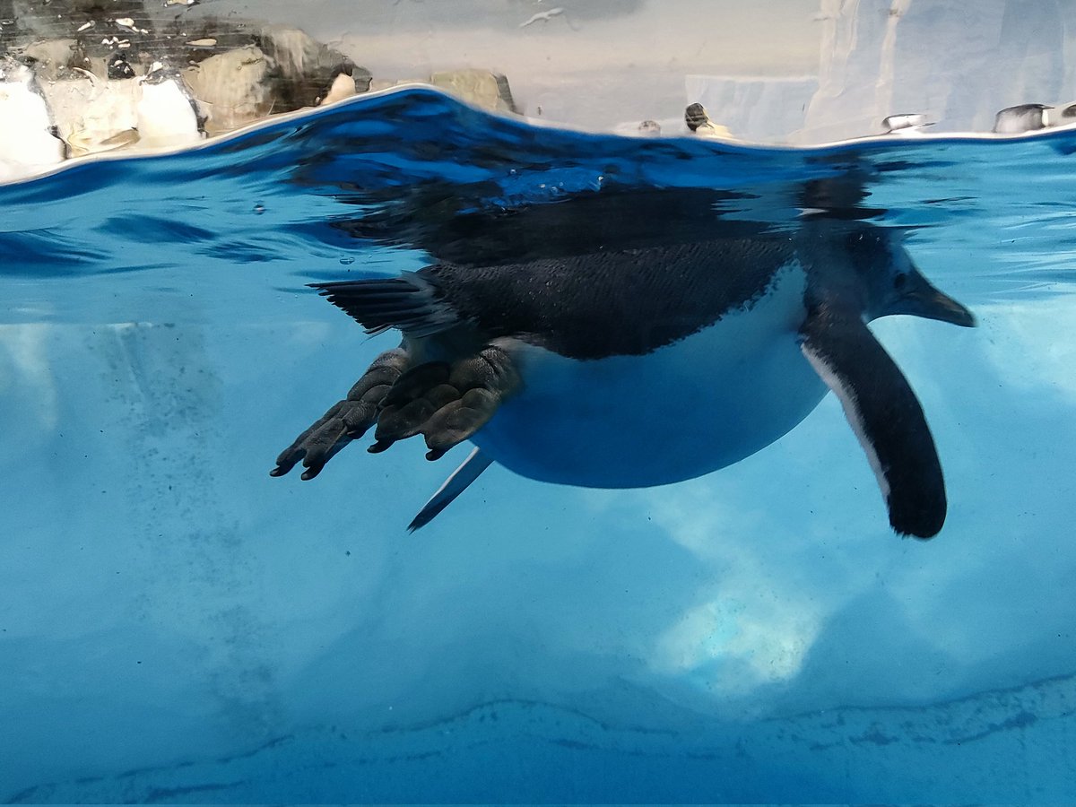 bird penguin outdoors cloud sky water cloudy sky  illustration images