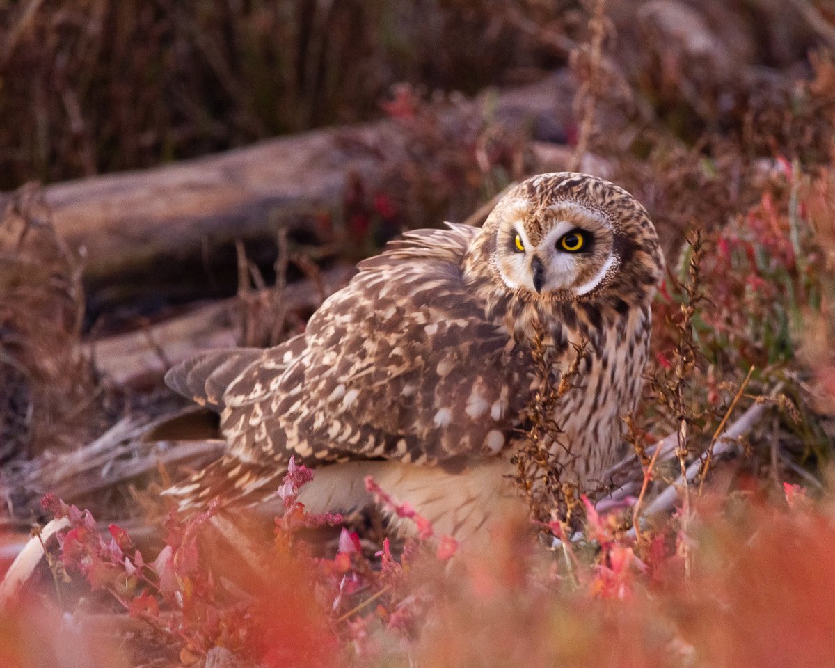 A Short-eared Owl hunting in the pickleweed marsh at Eden Landing Ecological Reserve tonight…